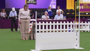 The Masters Obedience Championship At Westminster