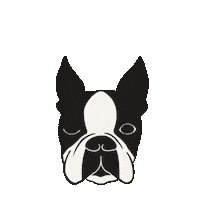 Boston Terrier Sticker by LaCasa
