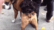 Dog Costume GIF