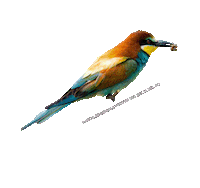 parcodeltapo nature bird bike duck Sticker