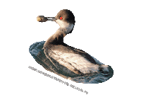 parcodeltapo nature bird bike duck Sticker