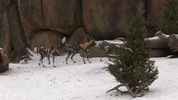 Brookfield Zoo Animals Play With Repurposed Christmas Trees