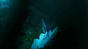 Alice In Wonderland Time GIF by Disney