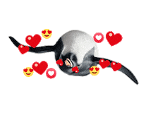 PinguinosOficial love heart in love coracao Sticker