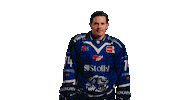 Pennydel Sticker by Straubing Tigers
