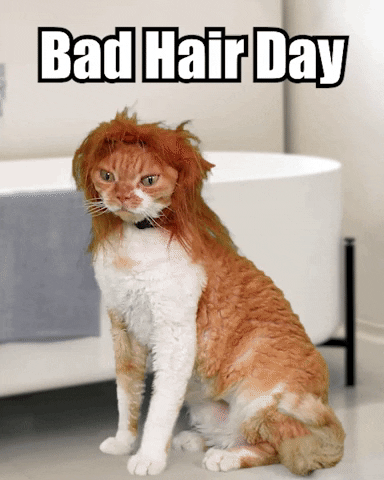 Bad Hair Day Cat GIF