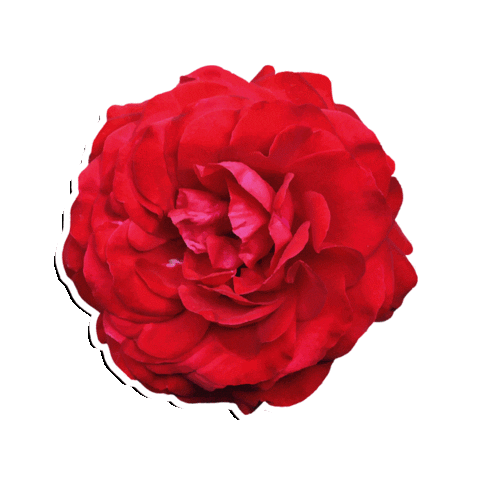 Flower Sticker