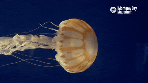 asyaakdogan giphyupload GIF