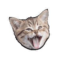 Cat Smile Sticker by Joom Marketplace