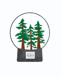 Snowglobe Redwoods GIF by Parks Conservancy