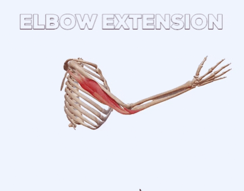elbow extension get in shape fast GIF