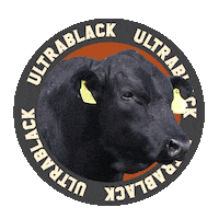 AssociacaoBrasileiradeAngus boi carne angus aberdeen Sticker