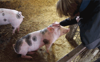 pig petting GIF by Cheezburger