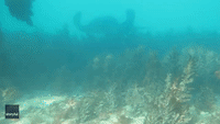 Octopuses Make Quick Getaway After Being Surprised by Stingray