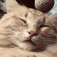Cat Orange GIF by realzygoatian