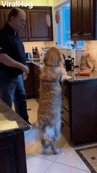 Dog GIF by ViralHog