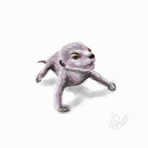 Art Meerkat GIF