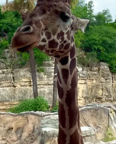 SAZOO giphygifmaker sneaky giraffe im watching you GIF