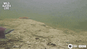 bbc one fish GIF by BBC