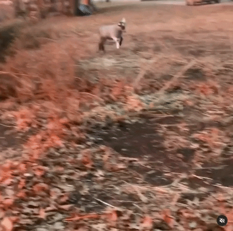 maybelarts giphyupload GIF