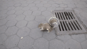 indonesia squirrel GIF