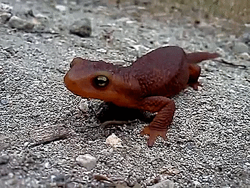 behavior salamander GIF