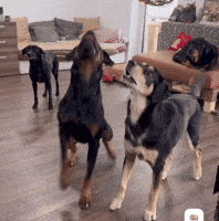 LordBobbel dance dogs max tanzen GIF