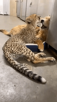 Fur-Ever Friends: Dog and Cheetah Have Adorable Sleepover at Cincinnati Zoo