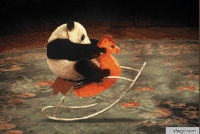 panda sit GIF