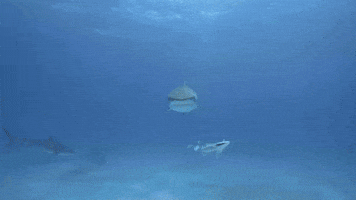 She's Staring Right At Me