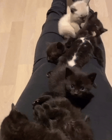 cuteanimalland giphyupload GIF