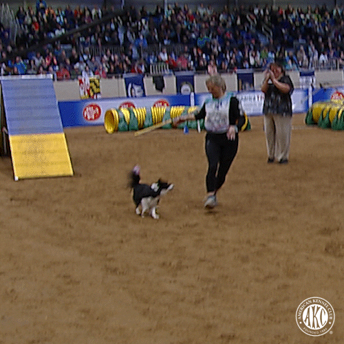 Excited Espn GIF by American Kennel Club