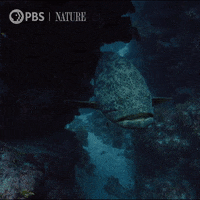 Pbs Nature Swimming GIF by Nature on PBS