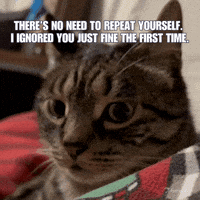 Funny Cat Ignore You GIF by Furrend