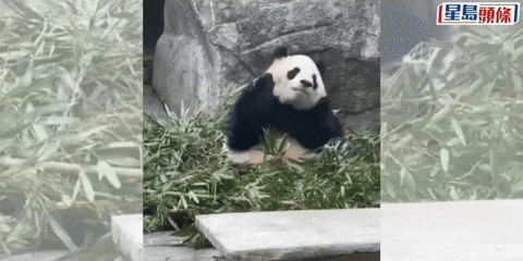 yj_jane giphyupload GIF