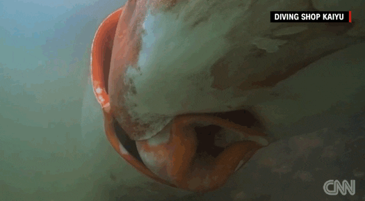 sea creature news GIF