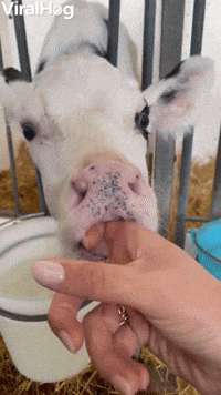 Baby Cows Love Sucking on Hands