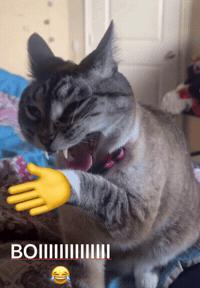 Cat Laugh GIF