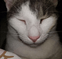 Cat Laughing GIF