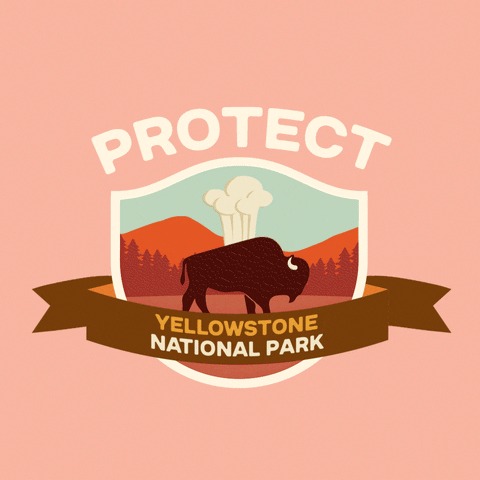 Digital art gif. Inside a shield insignia is a cartoon image of a bison walking in front of an erupting geyser. Text above the shield reads, "protect." Text inside a ribbon overlaid over the shield reads, "Yellowstone National Park," all against a pale pink backdrop.