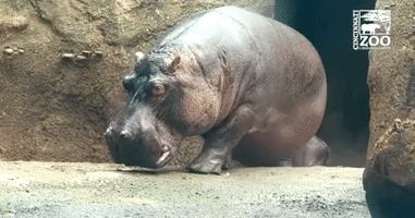 Cincinnati Zoo's Baby Hippo Makes First Appearance Outside With Mom