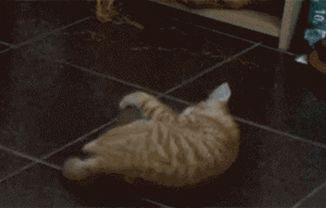 kitten GIF