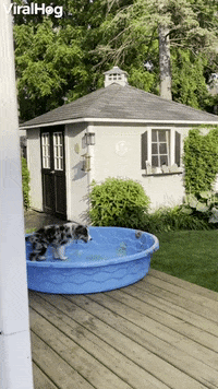 Aussie Puppy Doesnt Need Water To Have Fun GIF by ViralHog