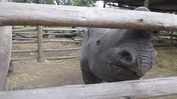 Cute Black Rhino Begs For More Treats
