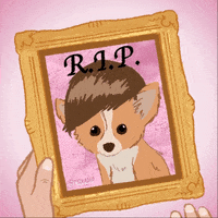 dog fox GIF by Animation Domination High-Def