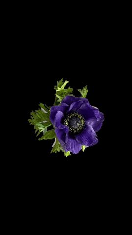 Flower GIF by Atelier Ashley Flowers
