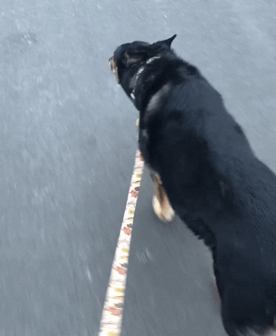 likedhu giphyupload dog GIF