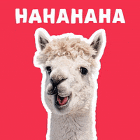 pfanneritalia sticker italia alpaca pfanner GIF