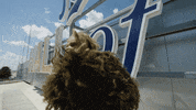 Major League Baseball Dancing GIF by Kansas City Royals