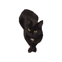 Black Cat Sticker